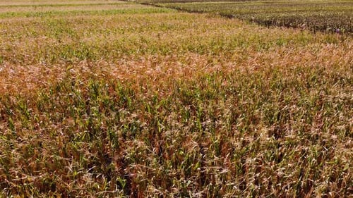 drone flight over a corn field. Agronomy. Drone view.