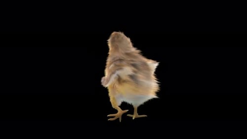 Cute Fluffy Chick Walking Isolated on Transparent Background