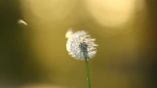 ein Löwenzahn weht im Wind. Zeitlupe einer blühenden Löwenzahnblume mit fliegenden
Samen in der Natur