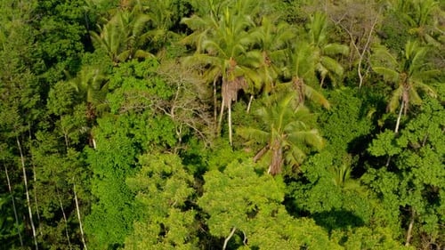 Lush Green Tropical Forest Aerial View