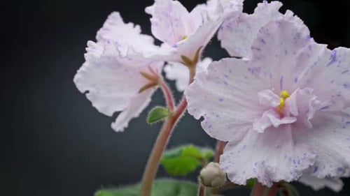 Macro View of Delicate African Violet Blooms
