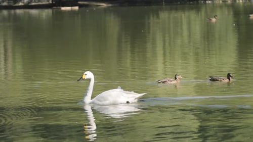 White Swan Swims On A Lake