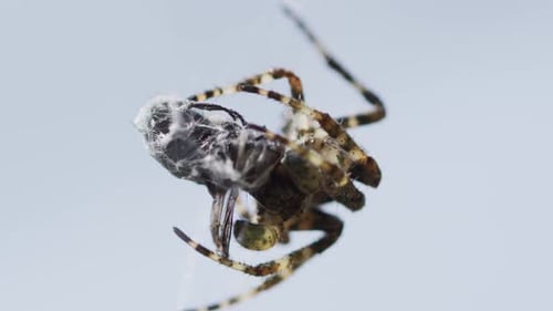 Araignée sur une toile