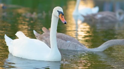 Weiße und graue Schwäne schwimmen im Sommer auf dem Seewasser.