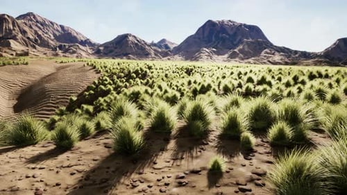 Flat Desert with Bush and Grass