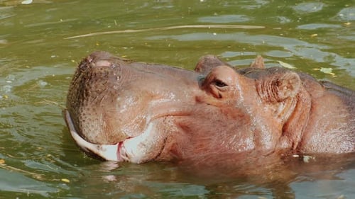 Hippo Above the Surface of the Water. Chews Food
