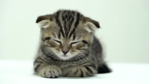 Sleepy Tabby Kitten Napping Peacefully Indoors