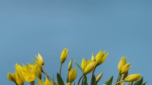 Bright Yellow Tulips Against Solid Blue Background