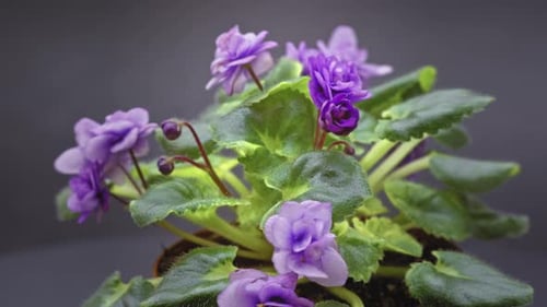 Violet Flowers - 4K