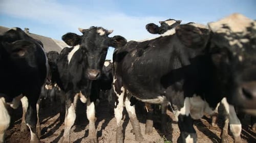 Set of Young Bulls