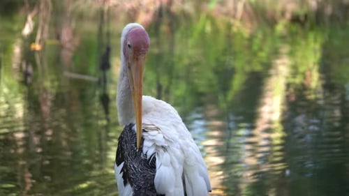 Asian openbill stork bird clean its black feather