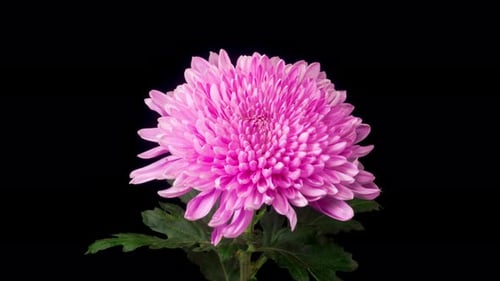Pink Chrysanthemum Blooming in Extreme Close-Up