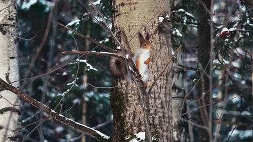 Adorable Ginger Squirrel Sitting on Tree Branch Under Snowfall in Forest. Cute Wild Little Animal