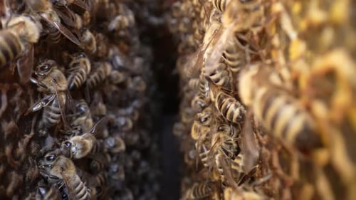 Bienenstock 23