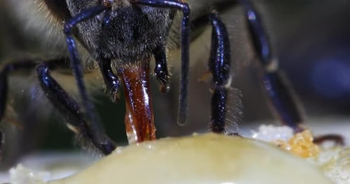European Honey Bee, apis mellifera, black Bee Licking Honey, Hive in Normandy, Real Time 4K