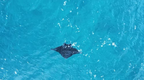 Large marine Manta Ray glides effortlessly through the turquoise water of a tropical island.