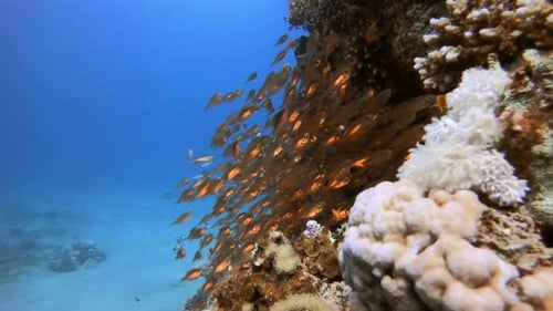 Fischjagd Glasfische