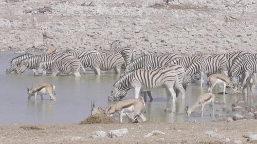Zebras and Gazelles at Watering Hole in Africa