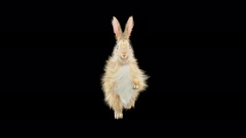 Cute Rabbit Character Dancing Animation with Transparent Background