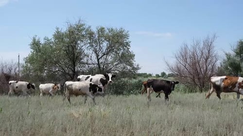 Cows Grazing in a Rural Field