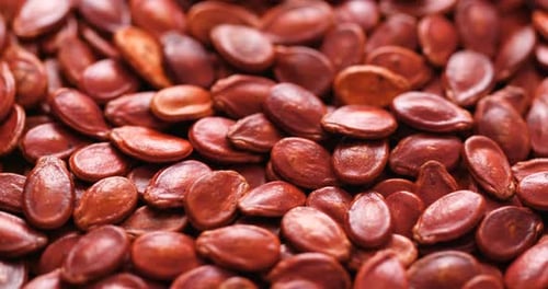 Vibrant Macro Shot of Reddish-Brown Watermelon Seeds