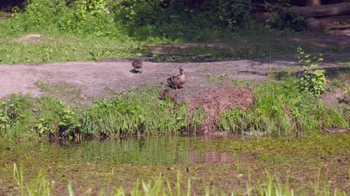 Wild ducks on the shore of a pond in nature, environment, camera movement