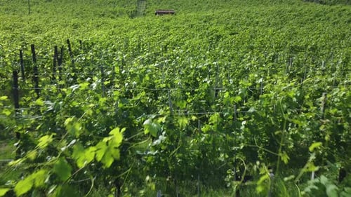 Weinberge Landwirtschaft Anbau