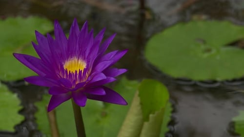 Purple Lotus Flower