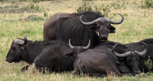 Buffle d'Afrique, syncerus caffer, adulte avec pic à bec jaune, buphagus africanus