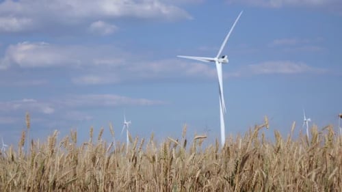 Modern Wind Turbines Generating Green Energy, Against the Background of Young Ripening Wheat