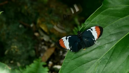 Butterflies
