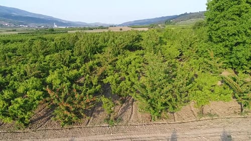 Fruit trees in large farmland.