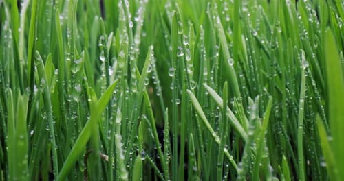 Green Grass Closeup Super Macro Shooting
