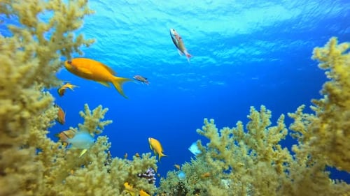 Underwater Tropical Sea Colourful Fish