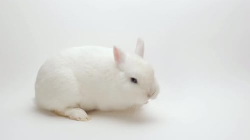 Adorable White Rabbit Sitting on a White Background