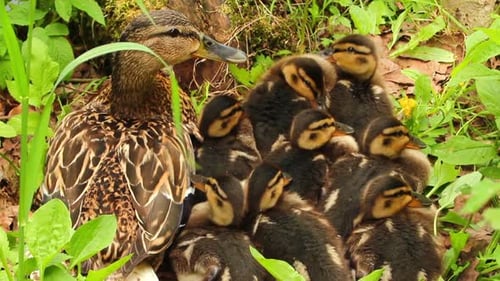 Mother Duck Sheltering Ducklings in Verdant Nature