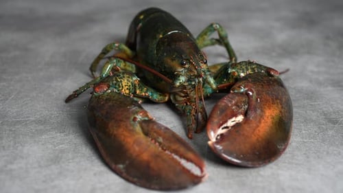 Fresh Raw Lobster on a Gray Surface