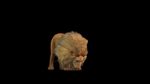 Lion Eat