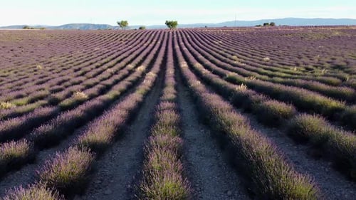 Plateau de Valensole Lavender Field in Provence