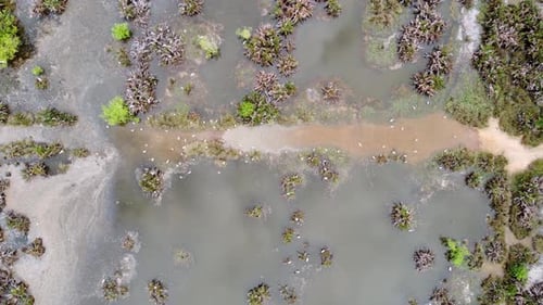 Aerial View of Birds in Tropical Wetlands