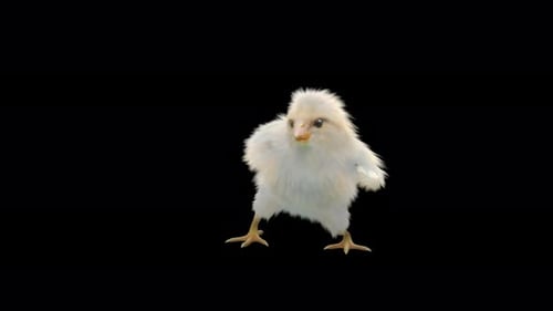 Cute 3D Dancing White Baby Chick Animation