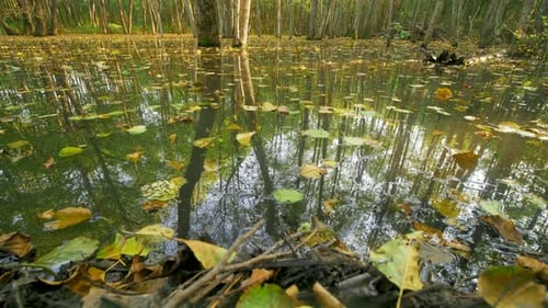 Bäume im Wasser in Mysterious Mirror Pond, Beaver Backwater