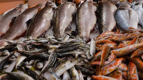 Frischer Meerlachs, Europäischer Sardellenfisch und Mullus auf Eis ausgestellt im Market Store Shop