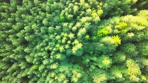 Amazing Shots of the Forest in the Carpathians From a Drone