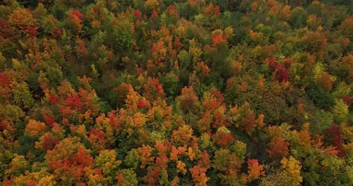 Colorful trees in the forest