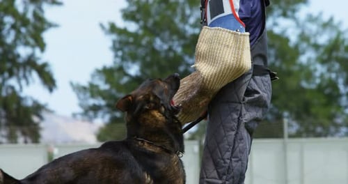 Trainer training a shepherd dog in the field 4k