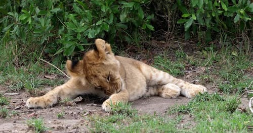 Afrikanischer Löwe, Panthera-Löwe, Jungtier leckt seine Pfote, Masai Mara Park in Kenia, Echtzeit 4K