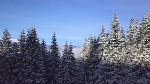 Snowy Evergreen Forest Aerial View in Winter