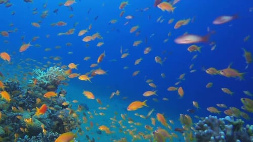 Underwater Beautiful Scene