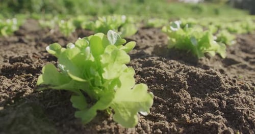 Seedlings on an organic farm